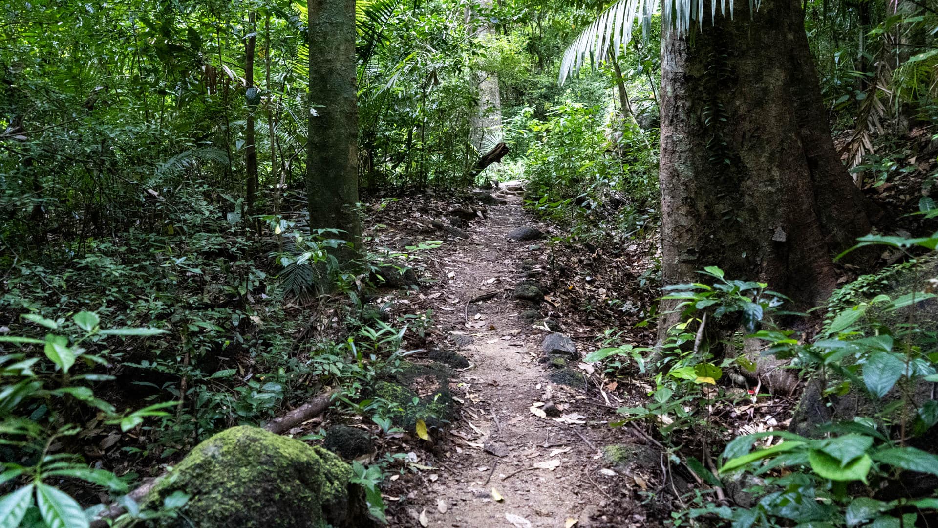 Narrow dirt path between large tropical trees with moss-covered rocks and dense undergrowth, canopy filtering light from above