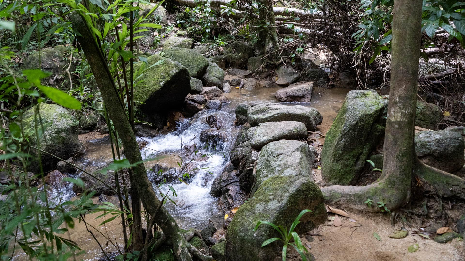 Fast-moving shallow stream over rocks between moss-covered granite boulders, bamboo and rainforest vegetation pressing close on both banks