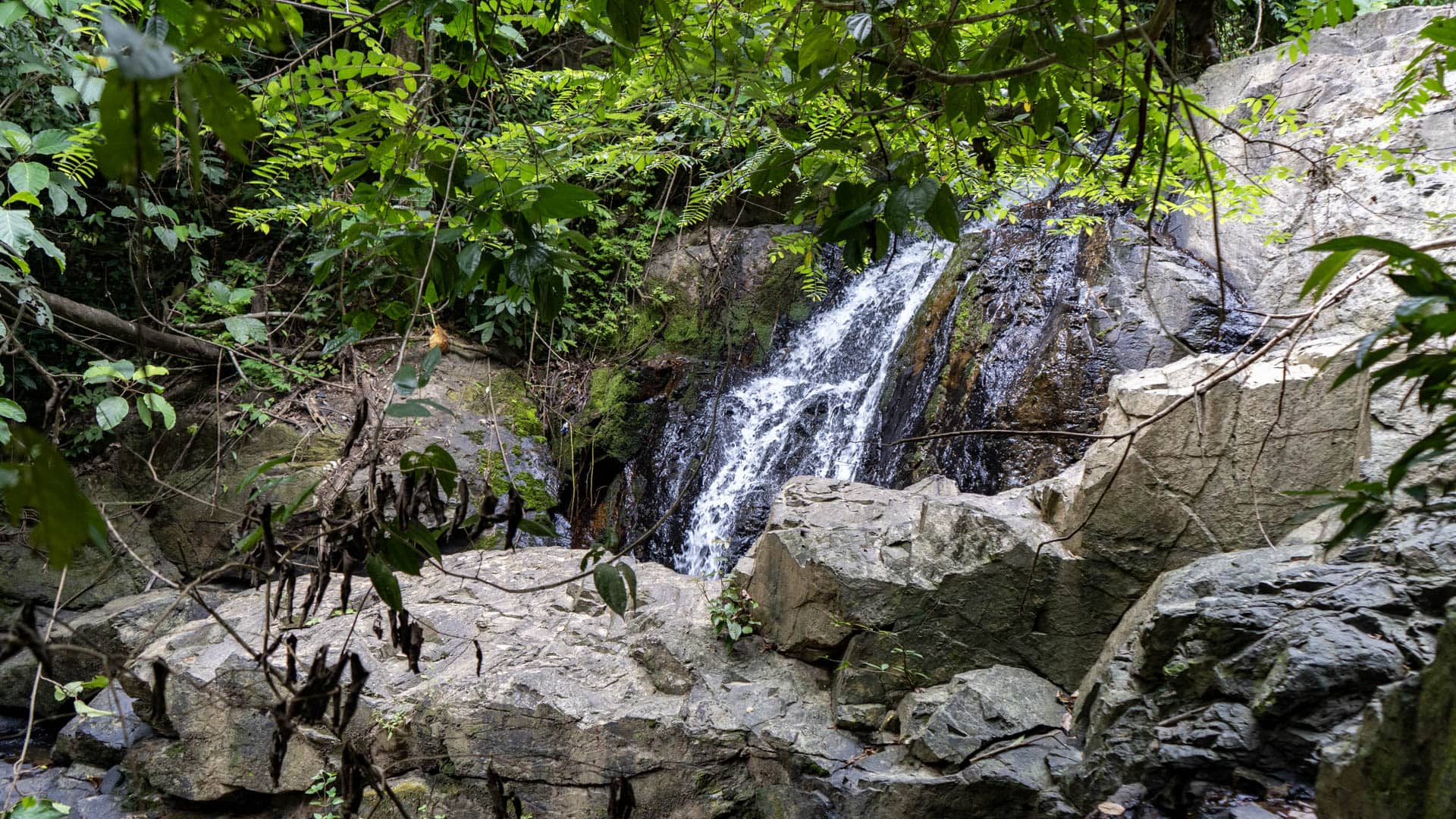 Waterfall dropping over dark granite face between moss-covered rocks and dense rainforest canopy with dead seedpods in foreground, Phuket