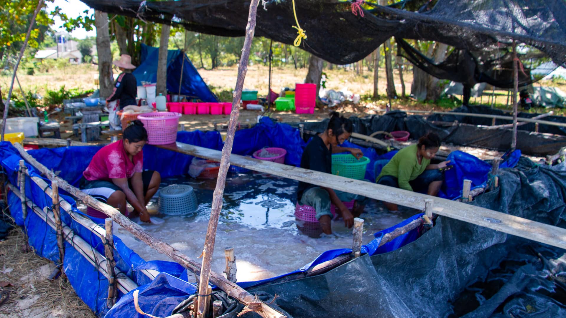 Water gobbler sorting area under shade structures near Haad Pak Phra Beach, Mai Khao, Phuket.