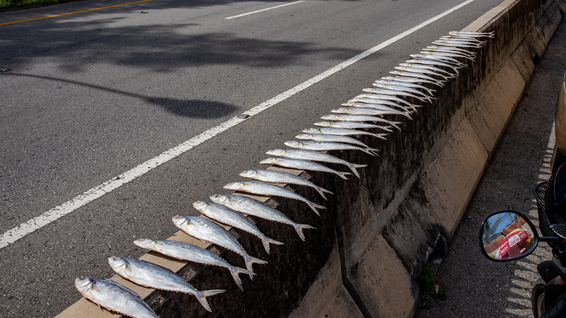 Whole fish laid out to dry along a concrete roadside barrier next to a busy highway near the Sarasin Bridge.