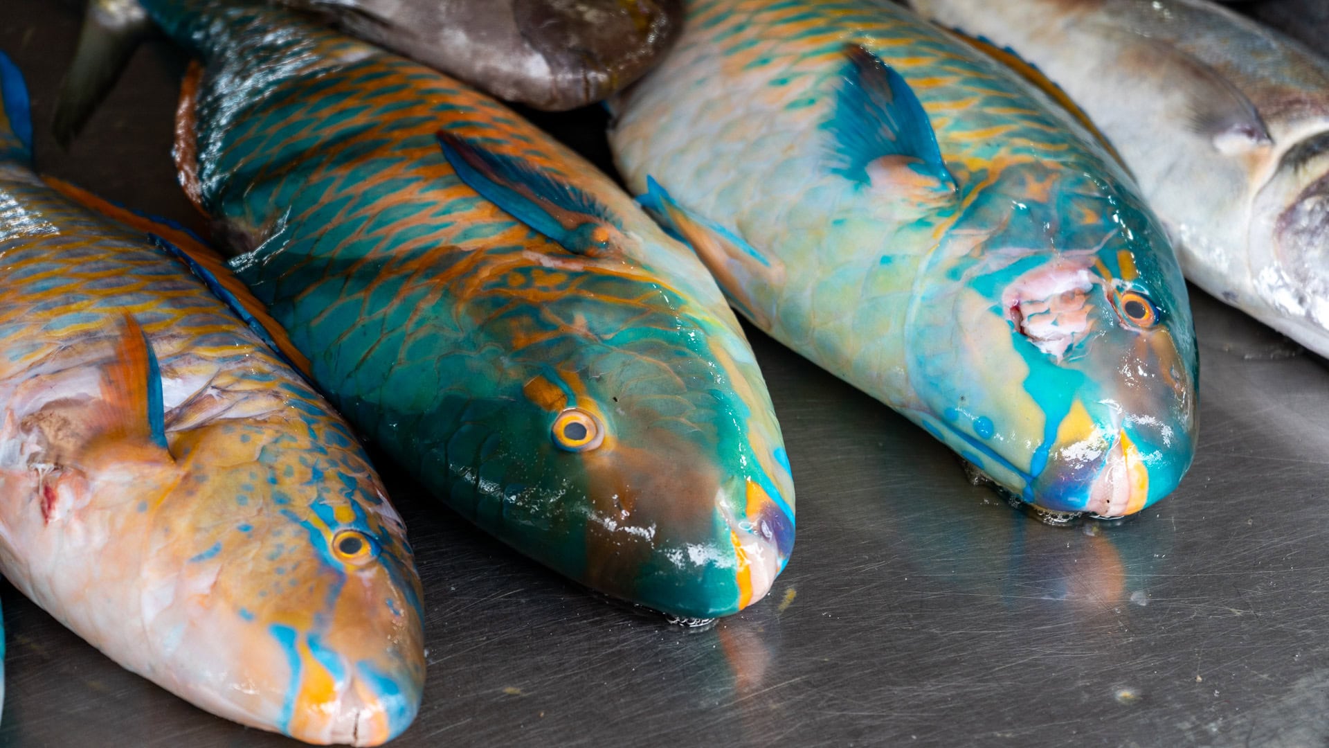 Close-up of freshly caught parrotfish displayed whole on a metal table at Rawai Seafood Market.