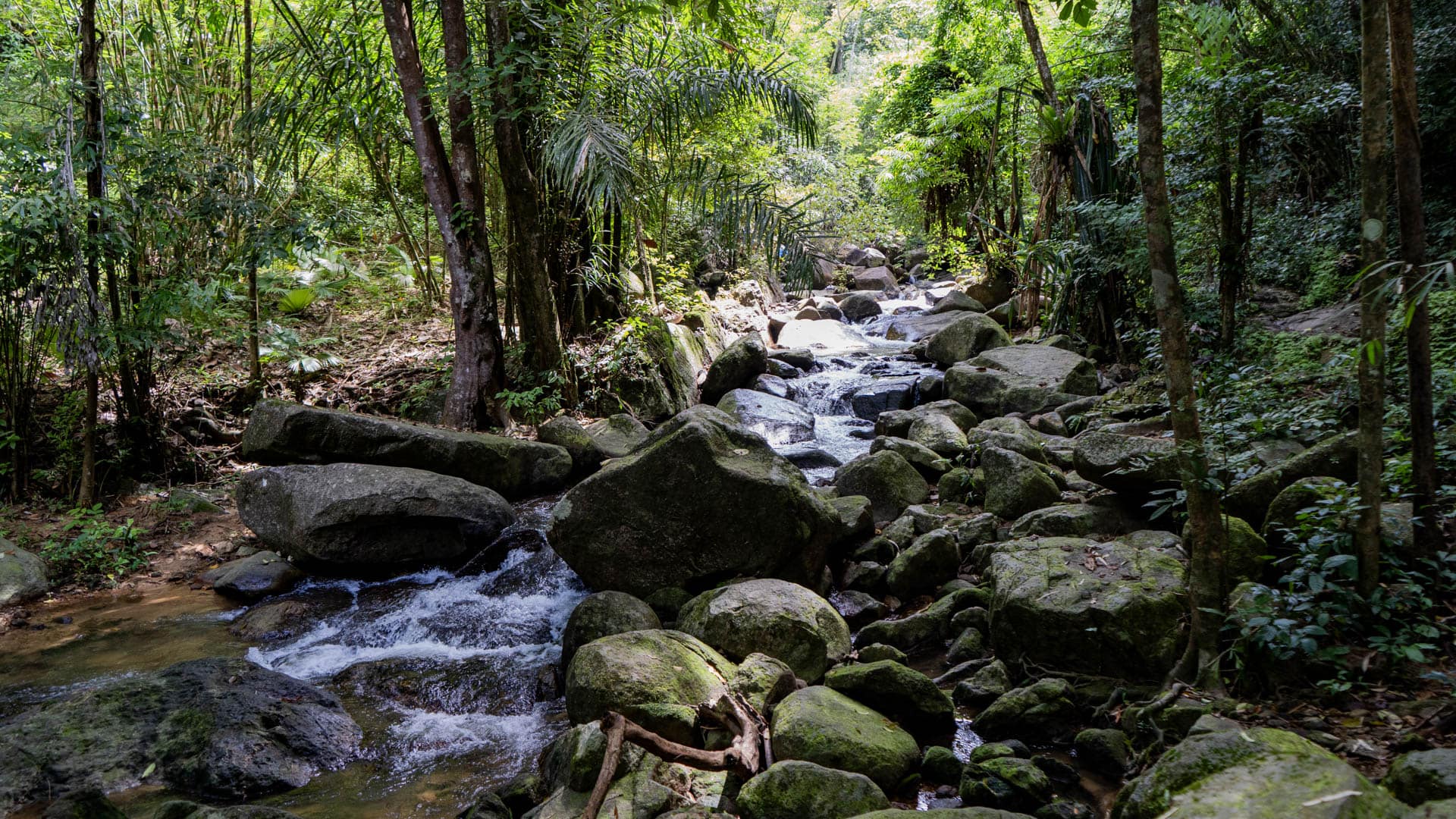 A rocky stream at Bang Pae Waterfall runs through dense forest, with mossy boulders and overhanging palms lining the shaded channel.