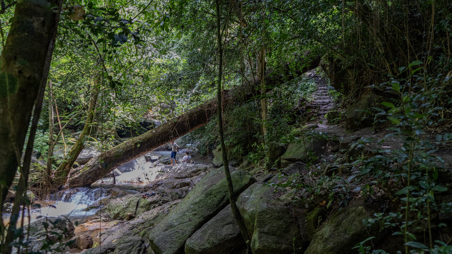 A narrow forest path climbs beside Bang Pae Waterfall, with a large fallen tree spanning the rocks and two visitors standing near the water below.