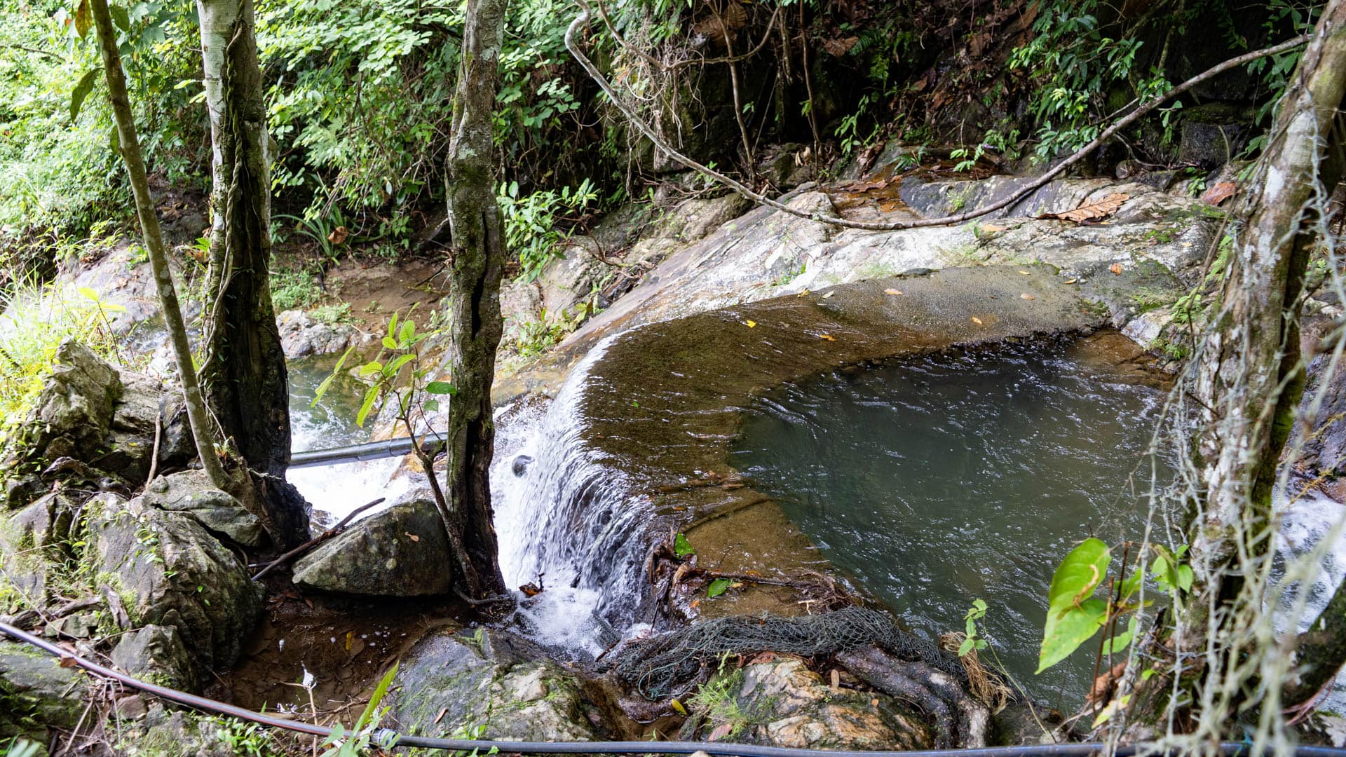 Dark still pool on flat granite shelf fed by small waterfall drop, tree roots and boulders surrounding, dense forest canopy overhead