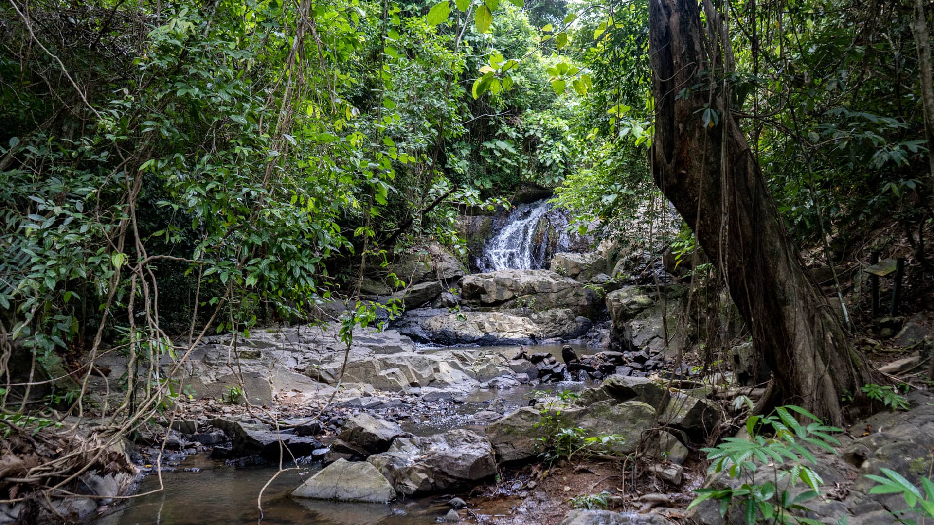 Multi-tier waterfall over granite boulders with large tree trunk on right and rocky stream in foreground, dense rainforest, Phuket
