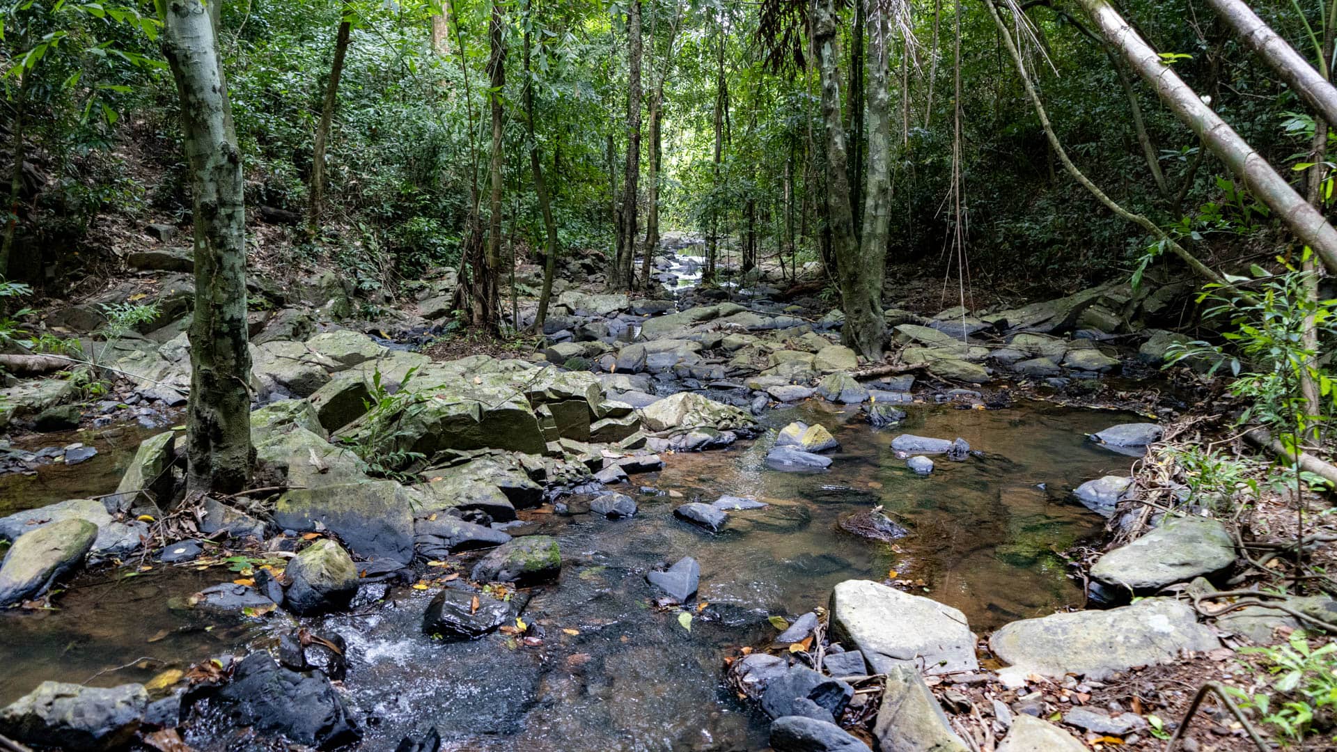 Wide shallow stream over flat granite rocks between tall rainforest trees with dappled light and fallen leaves, Phuket