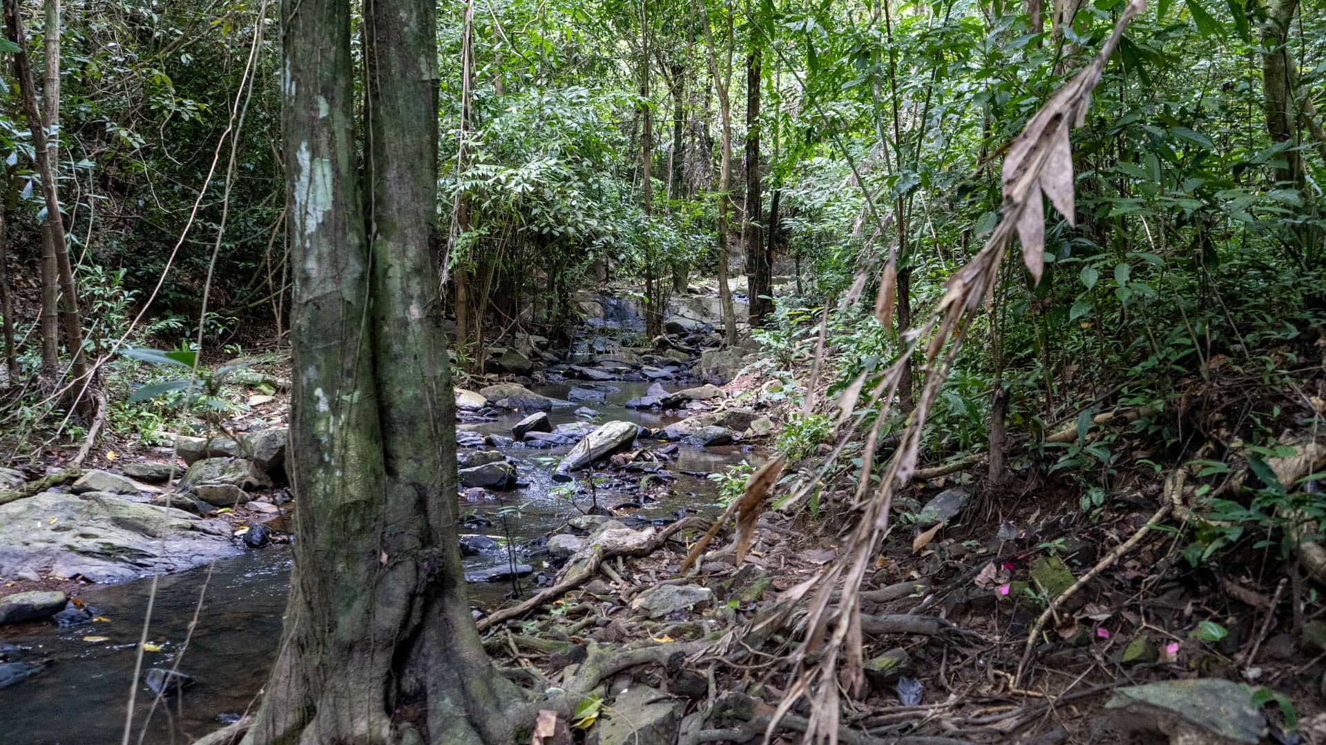 Rocky stream running through rainforest with large tree trunk and exposed roots on bank, waterfall visible in distance, Phuket