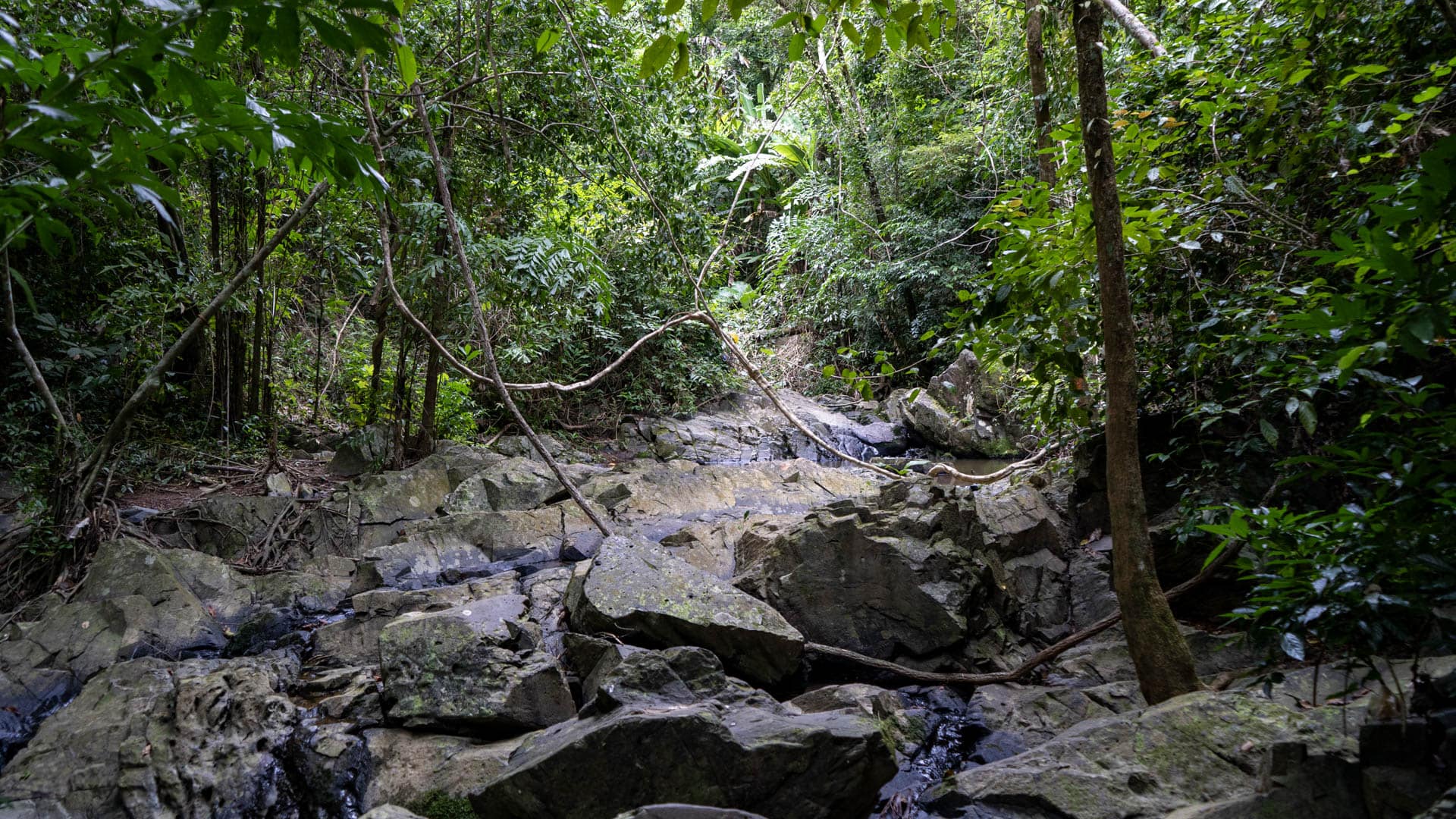 Large granite boulders with thin water trickle and hanging vine in dense rainforest, steep hillside visible above, Phuket