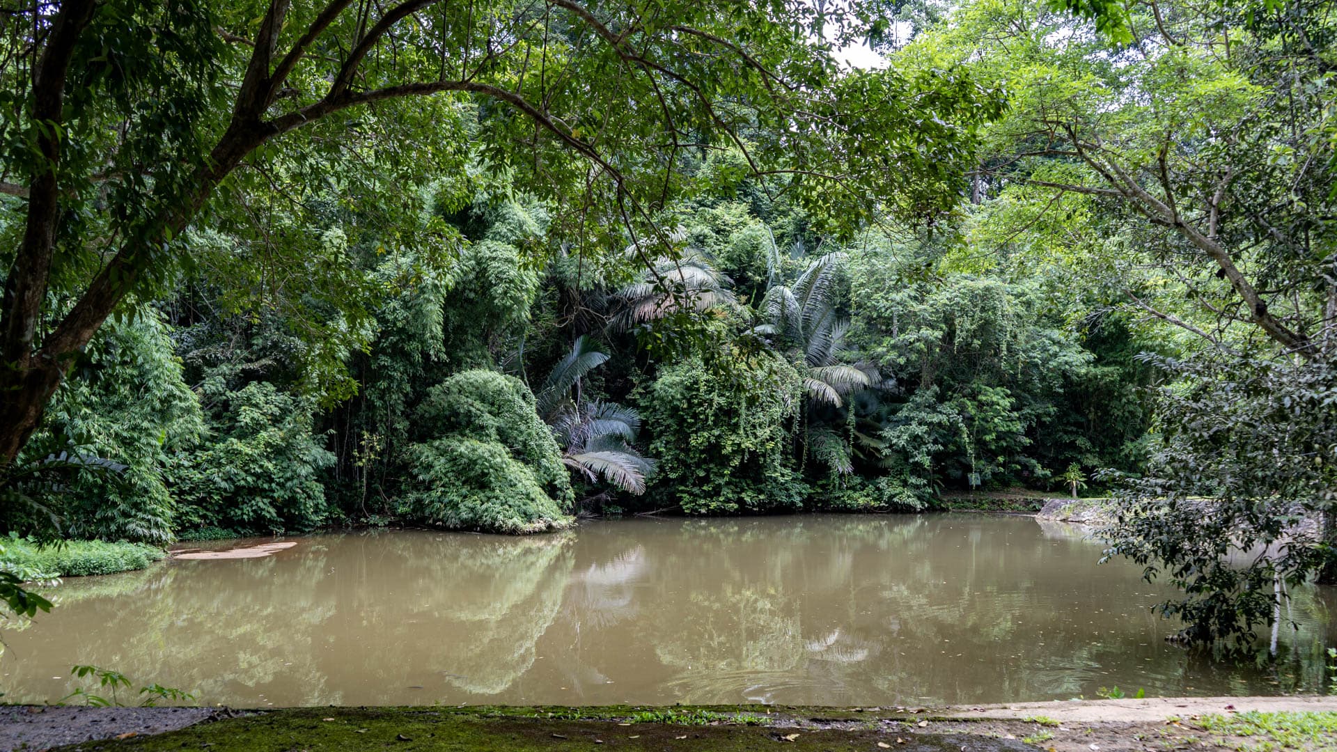 Wide silted pond reflecting dense tropical rainforest canopy including palm fronds, no visitors, Thalang Phuket