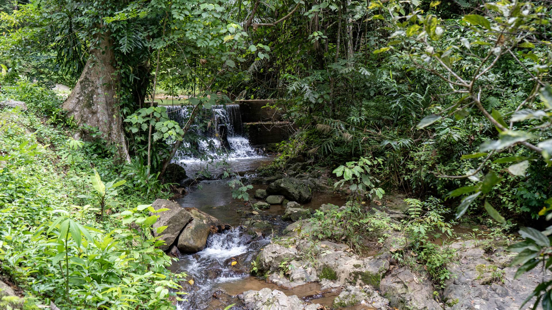 Shallow stream flowing over rocks past a concrete weir structure into a rainforest understory, Thalang Phuket